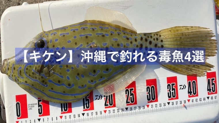 沖縄で釣れる毒魚