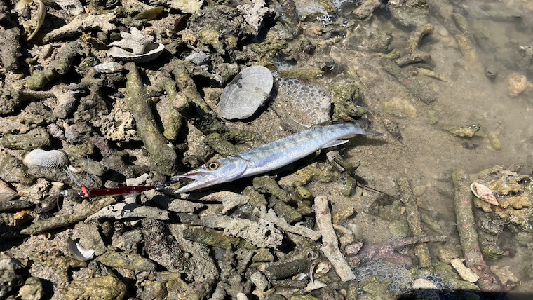 エンピツカマス