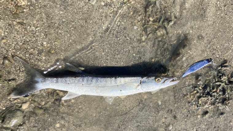 カマス