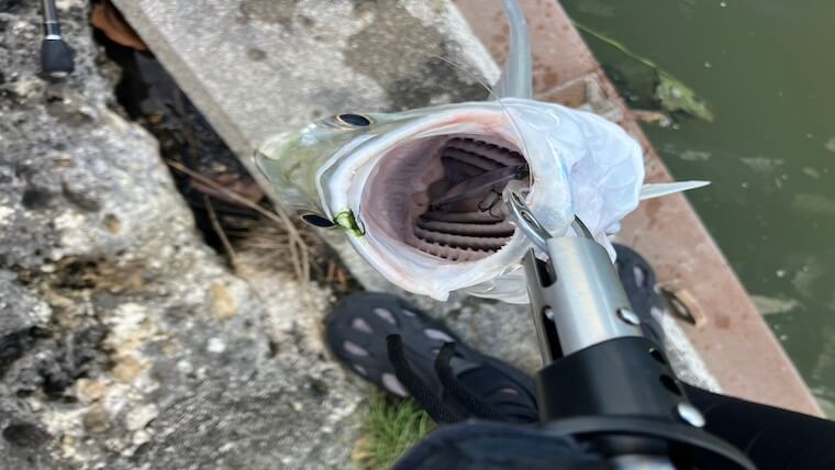 浪人メッキ